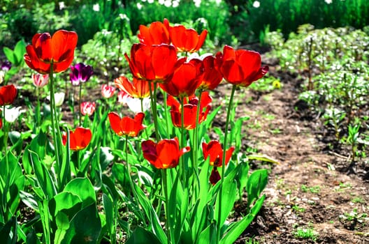 Flowering tulips on a flowerbed in a garden in the spring.