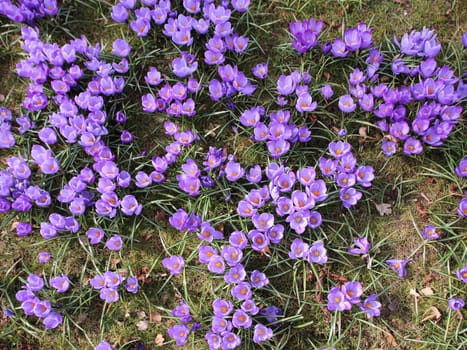 Spring Flower Bed with Purple Hyacinth Background