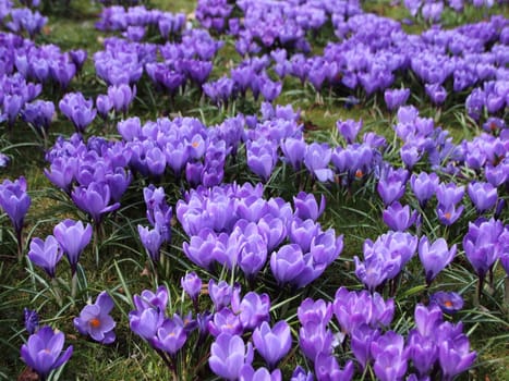 Spring Flower Bed with Purple Hyacinth Background