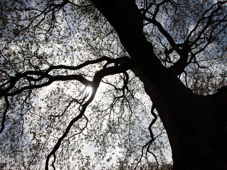 Abstract of Large Park Tree in Back of Light Background