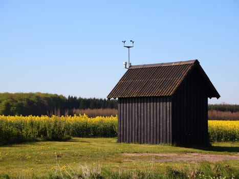Small Rural Shack at Yellow Rape Field in Summer