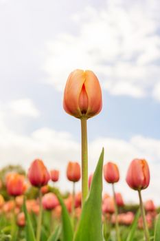 The photo shows red tulips against the sky