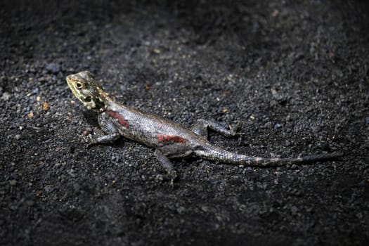 Common agama. Amboseli national park in Kenia