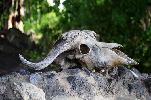Old skull of a cow close-up on a rock