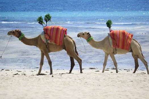 Camels walking the shore of the ocean. Kenya
