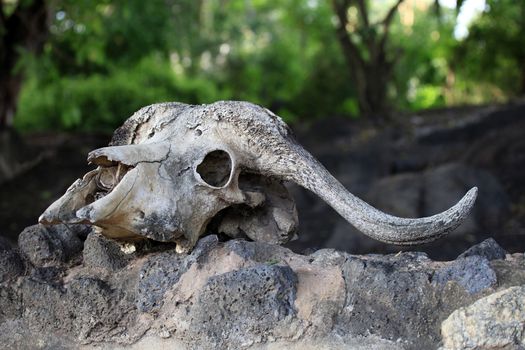Old skull of a cow close-up on a rock