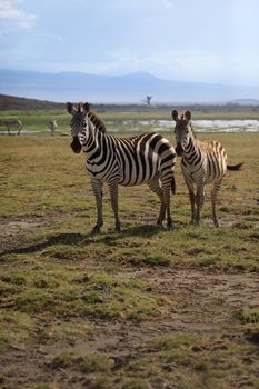 Zebras herd on savanna. Amboseli national park in Kenia