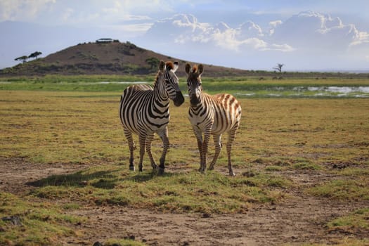 Zebras herd on savanna. Amboseli national park in Kenia