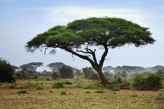 Tree in the African savannah. Amboseli national park in Kenia