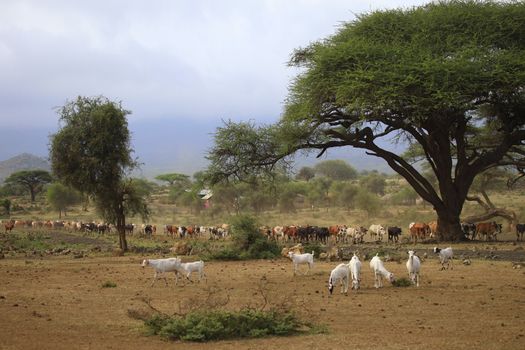 A large herd of cows in Kenya