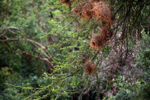 Tree with bird nests in Tsavo East Park in Kenya