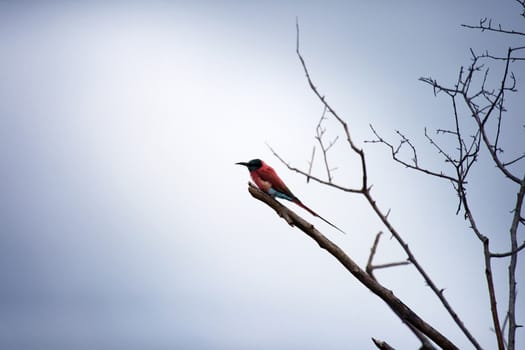 Beautiful bird on a dry tree. Kenya