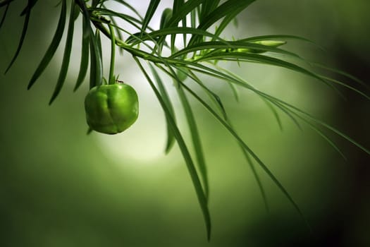 Bright-green leaves with fruit