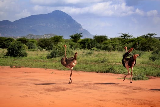 Ostrichs in Tsavo East National Park, Kenya