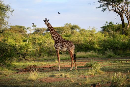 Free Giraffe in Tsavo National Park. Kenya
