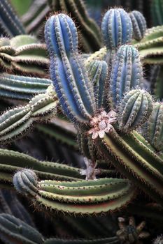 Cactus in desert. Wild cactus closeup .