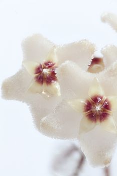 Hoya flowers macro shot white background