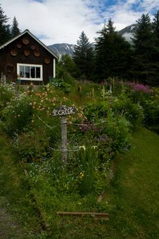 Wildflowers are growing in a green scenic valley in Alaska. 