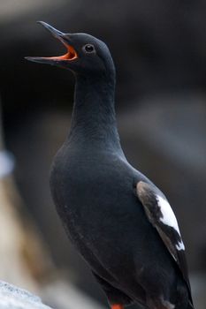 A pigeon guillemot sea bird with open mouth near Seward, Alaska. 