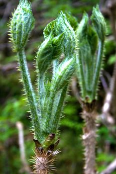 Budding devil's club plant growing wild near Seward, Alaska. 