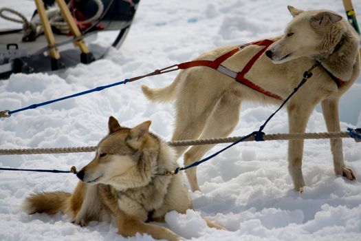 Sled dogs with harnesses resting in the snow. 