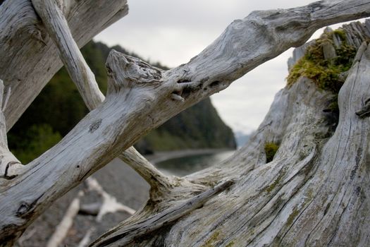 A closeup view of driftwood washed up on the shore near Seward, Alaska. 