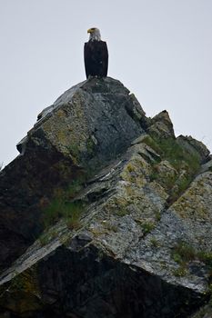 A bald eagle perches on a rock near Seward, Alaska
