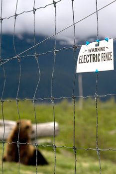 A bear is caged in with an electric fence in Alaska. 