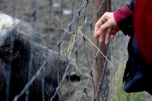 A hand of a person feeding hay to a musk ox kept behind a wire fence. 