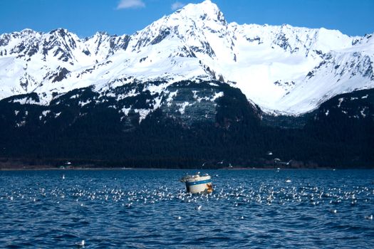 A flock of gulls surrounds a buoy with snow-covered mountains in the background near Seward, Alaska. 