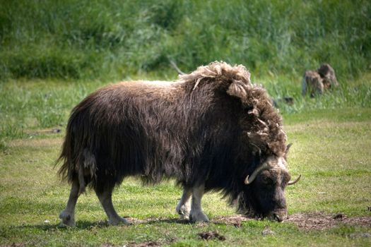 A musk ox grazing in a meadow in Alaska. 