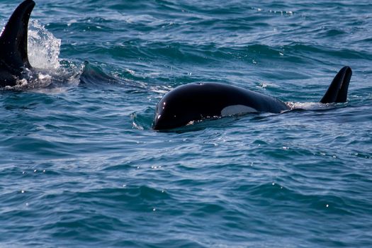 A family of wild killer whales swimming in the ocean near Seward, Alaska. 