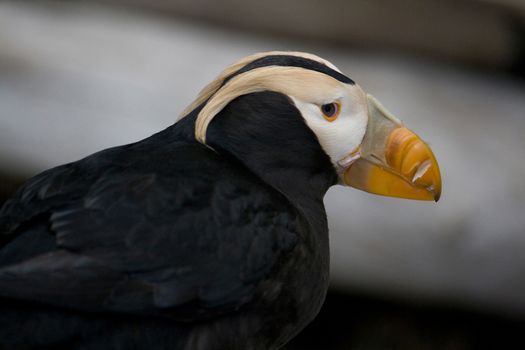 Closeup of the head and beak of a tufted puffin near Seward, Alaska. 