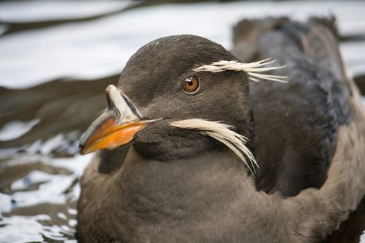 Closeup of the face of a rhinoceros auklet bird floats on top of the water. 
