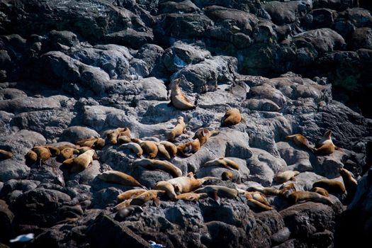 A large group of sea lions sunning on the rocks of Alaska's coast. 