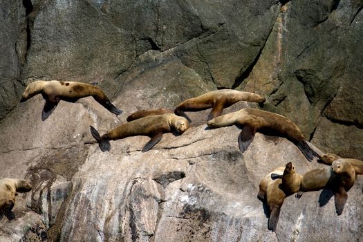 A large group of sea lions sunning on the rocks of Alaska's coast. 