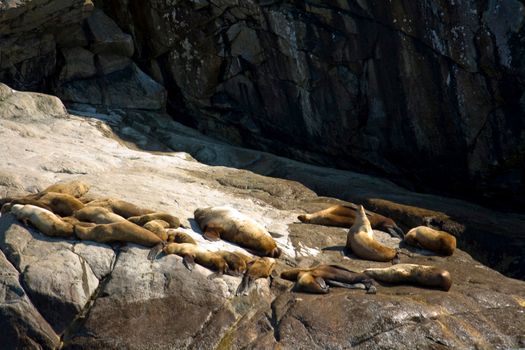A large group of sea lions sunning on the rocks of Alaska's coast. 