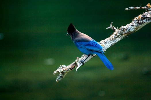A bright blue stellar jay perched on a branch in foreground. 