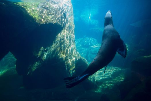 A sea lion swims through and underwater landscape. 