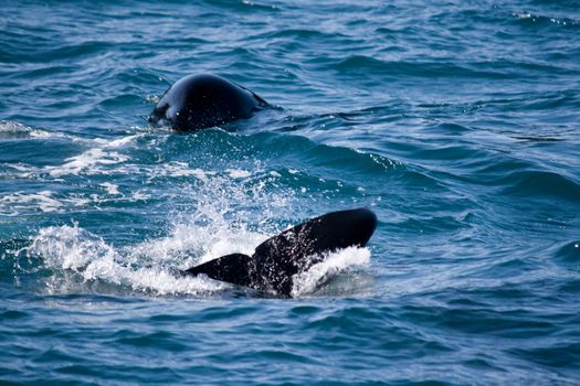 A playful orca flips its tail and head out of the ocean near Seward, Alaska. 