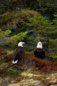 Two bald eagles perched next to eachother on the grass near Seward, Alaska. 