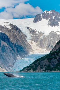 A humpback whale leaps out of the water in front of a glacier in Kenai Fjords National Park near Seward, Alaska. 