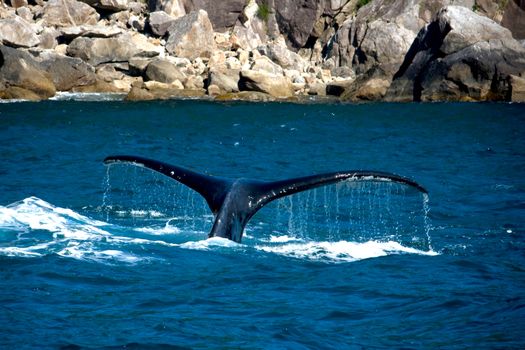 A humpback whale tail sticking out of the ocean near Seward, Alaska. 