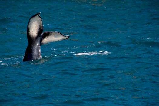 A humpback whale tail sticking out of the ocean near Seward, Alaska. 