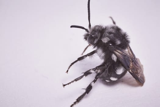 Black fly macro