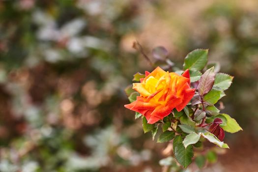 Orange rose