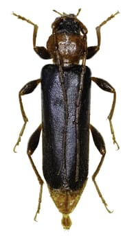 Violet Tanbark Beetle on white Background  -  Phymatodes testaceus  (Linnaeus, 1758)