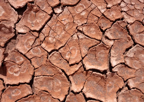 dry mud background texture. Global Warming                               