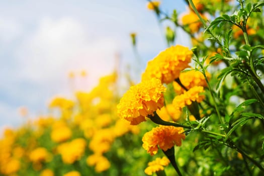 Colorful marigolds with the sky in summer.