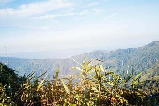 Grass on the mountain with sunshine in summer.